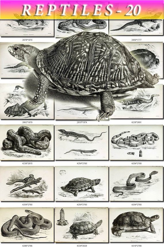 REPTILES & AMPHIBIAS-20-bw 151 black-, -white vintage print