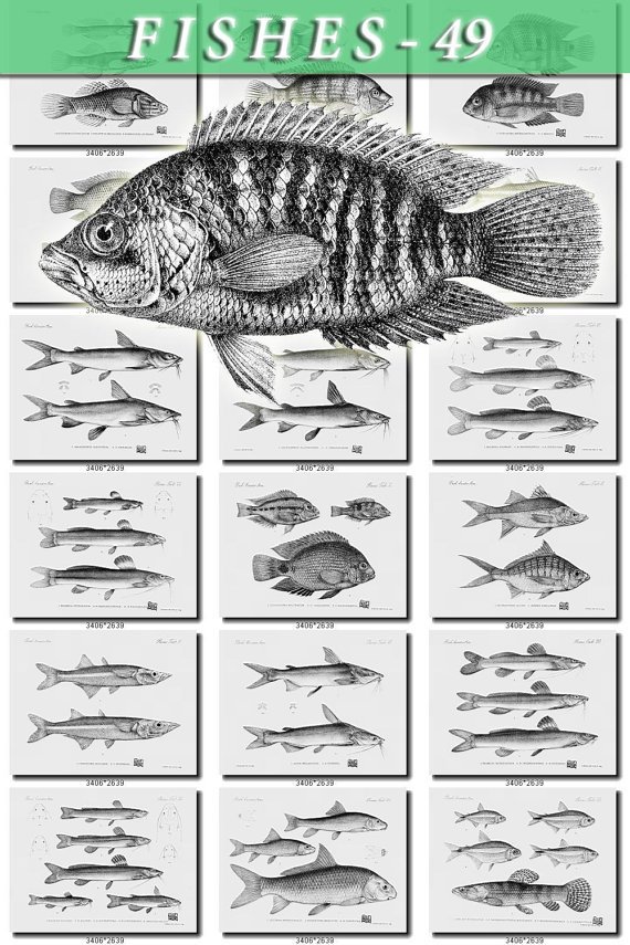 FISHES-49-bw 177 vintage print