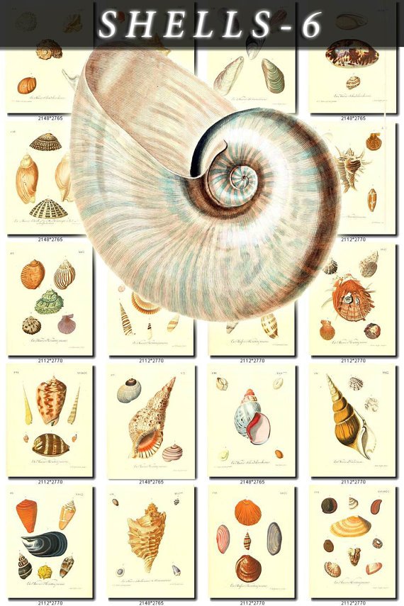SHELLS-6 202 vintage print