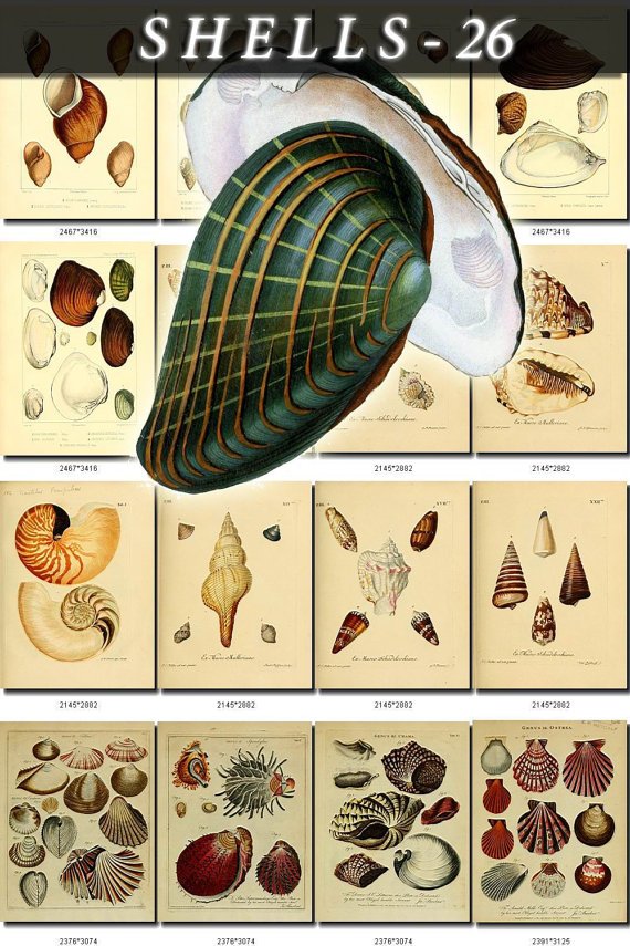 SHELLS-26 183 vintage print