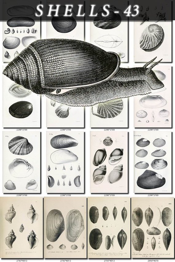 SHELLS-43-bw 138 vintage print