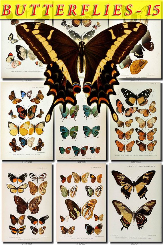 BUTTERFLIES-15 64 vintage print