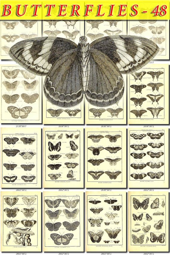 BUTTERFLIES-48-bw 186 black-, -white vintage print