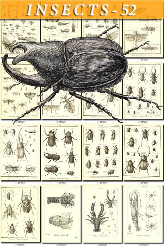 INSECTS-52-bw 237 vintage print
