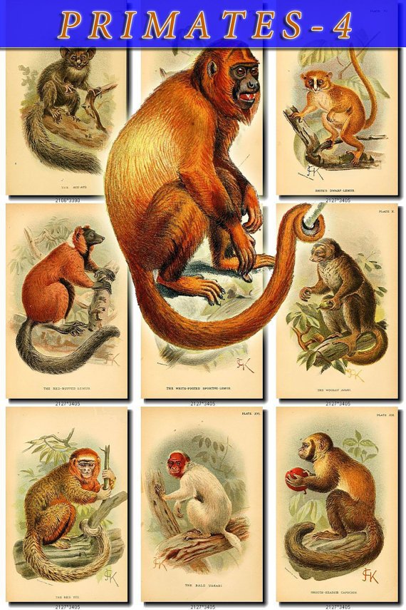 PRIMATES APES-4 77 vintage print