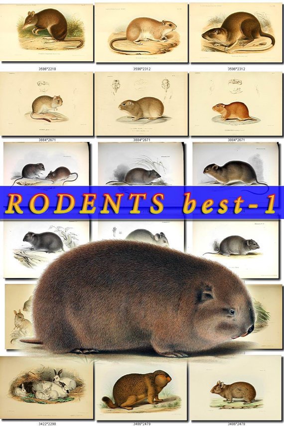 RODENTS BEST-1 images 57 most beautiful vintage print