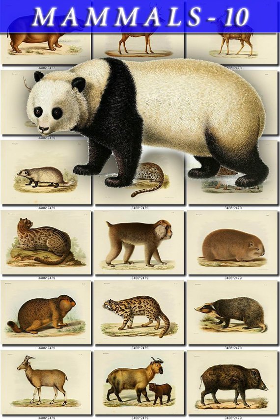 MAMMALS-10 205 vintage print