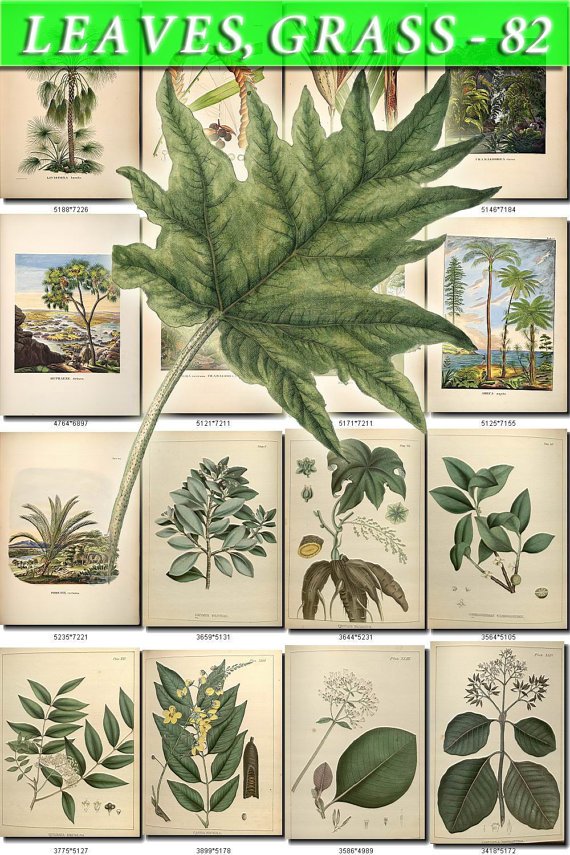 LEAVES GRASS-82 323 vintage print