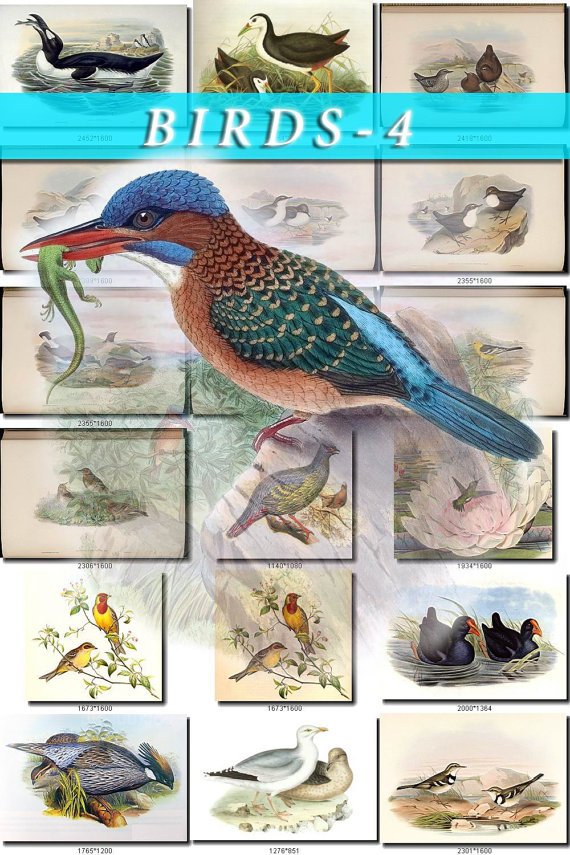 BIRDS-4 800 vintage print