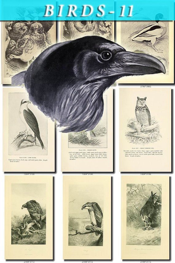 BIRDS-11-bw 219 black-, -white vintage print