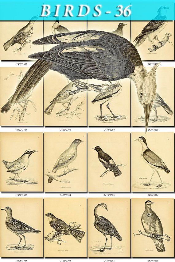 BIRDS-36-bw 207 black-, -white vintage print