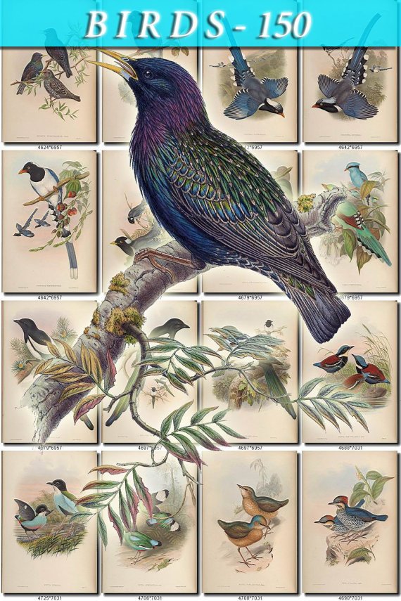 BIRDS-150 210 vintage print