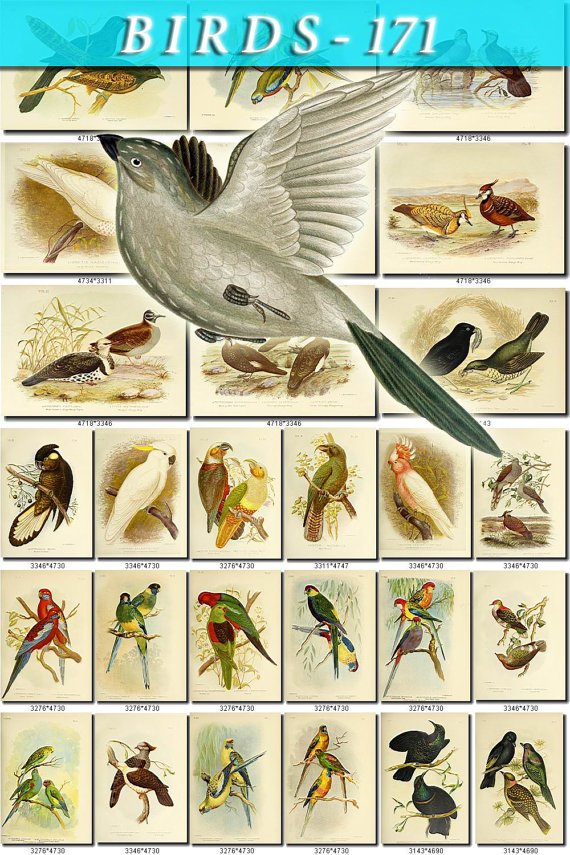BIRDS-171 96 vintage print