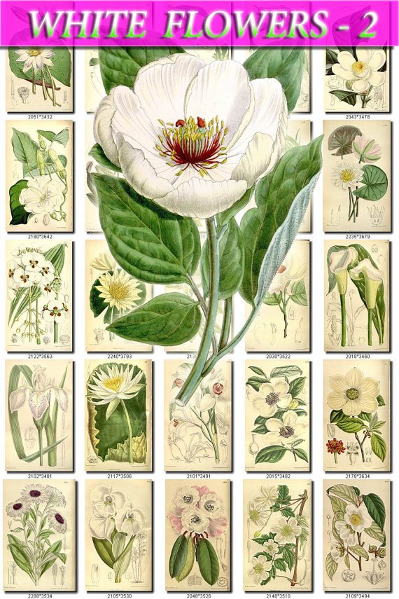 WHITE-2 FLOWERS 250 vintage print