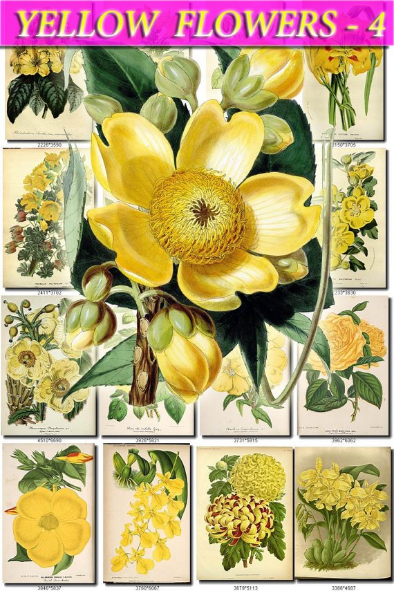 YELLOW-4 FLOWERS 270 vintage print