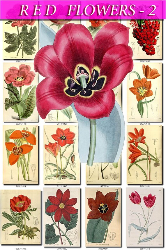 RED-2 FLOWERS 220 vintage print