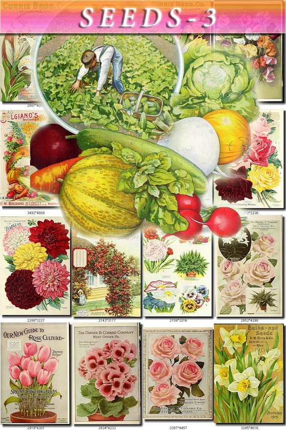 SEEDS-3 Catalogs Covers Collection with 70 vintage print