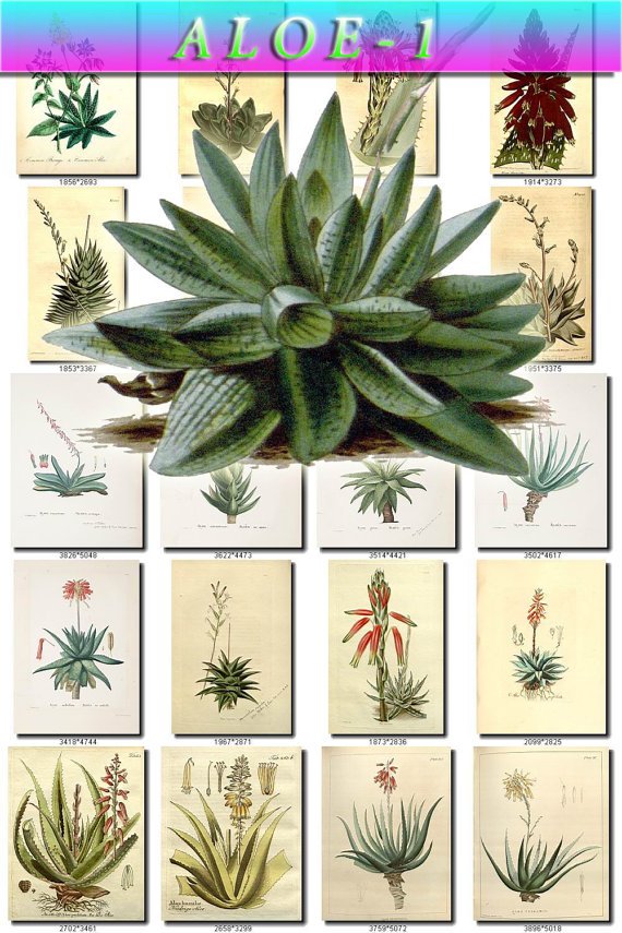 ALOE-1 140 vintage print