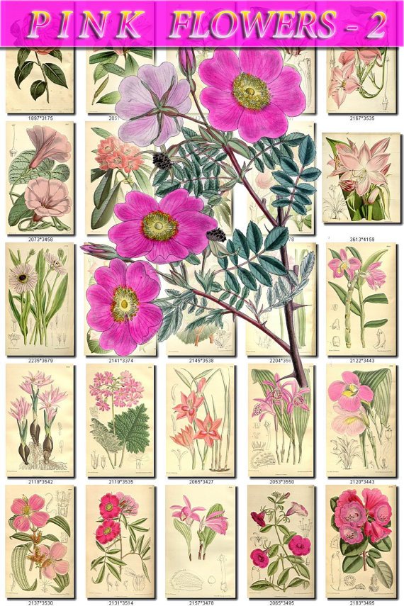PINK-2 FLOWERS 200 vintage print