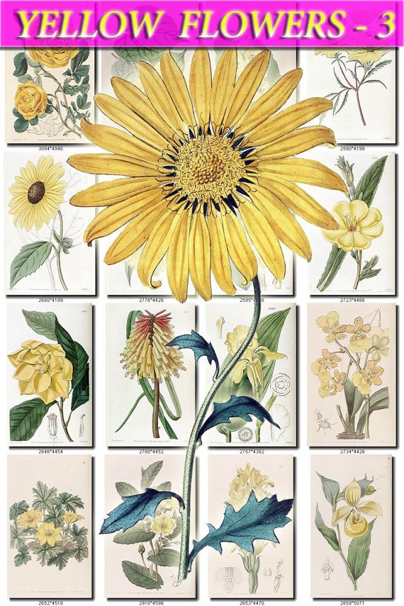 YELLOW-3 FLOWERS 220 vintage print