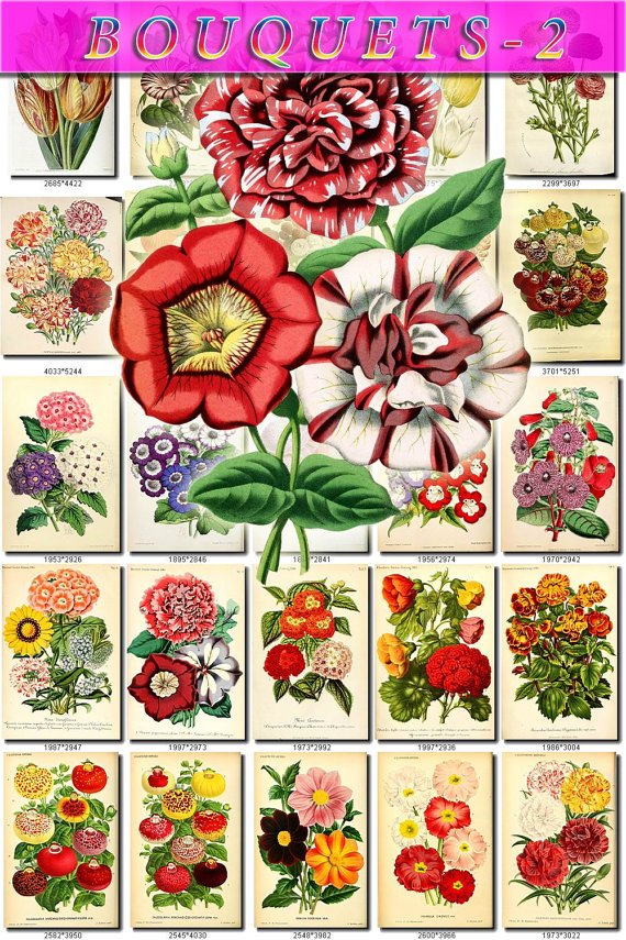 MULTI-COLORED-2 BOUQUETS flowers 200 vintage print