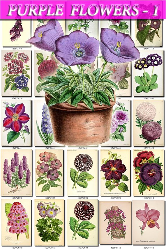 PURPLE-1 FLOWERS 280 vintage print