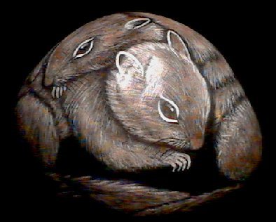 Squirrels