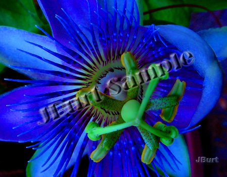 Blue Passion Flower in Full Bloom - Original 8x10 Photographic Print by JBURTPHOTOS