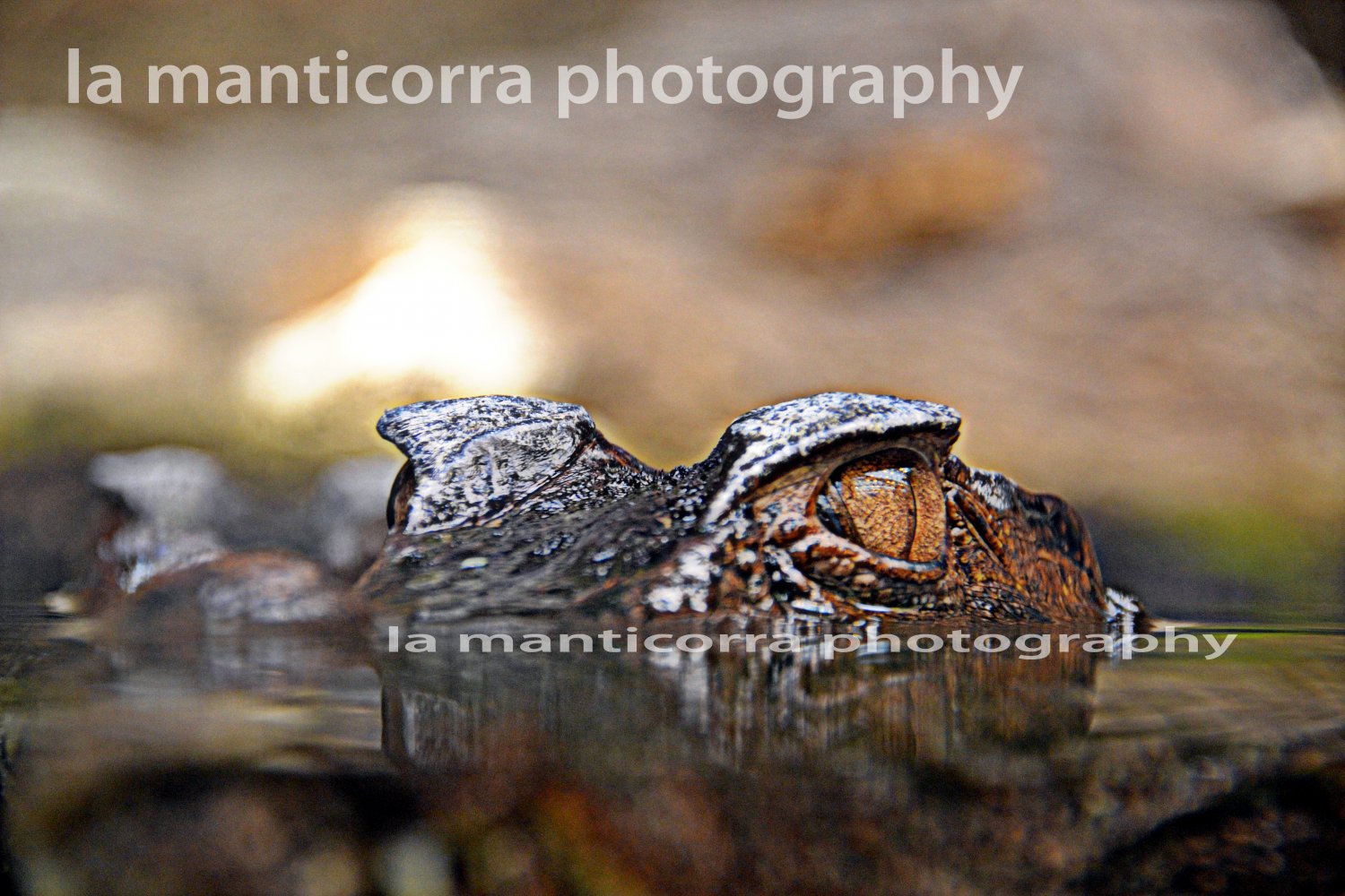 crocodile