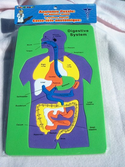 Anatomic Puzzle - The Digestive System - The Body
