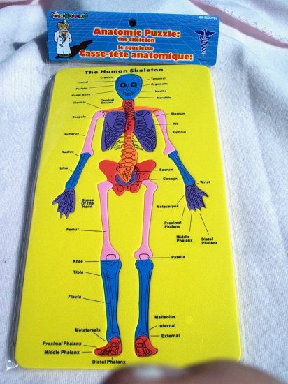 Anatomic Puzzle - The Body - The Skelton
