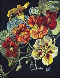 Nasturtiums Needlepoint Canvas (ig-04)