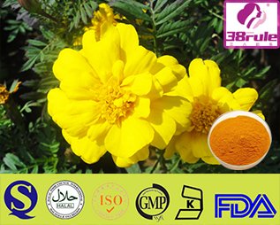 Corydalis Tuber Extract