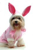 Bunny