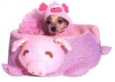 Pig