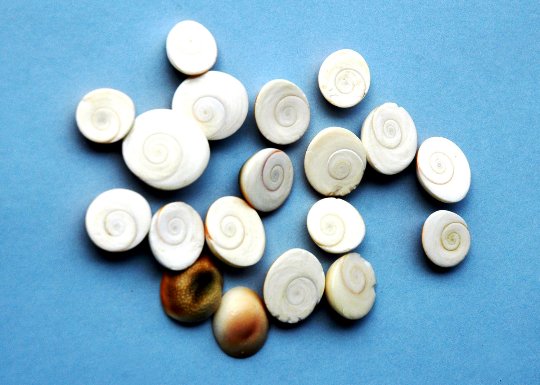 Gomti Chakra Set Of 11 - Exclusive Offer