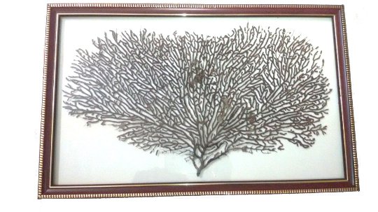 Natural Sea fan Free Size In Frame