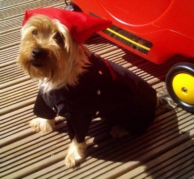 Biker Pooch / dog clothes