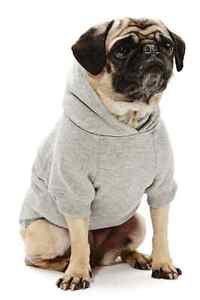 DOG SWEATSHIRT dachshund westie scottie havanese DOG HOODIE clothes USA MADE