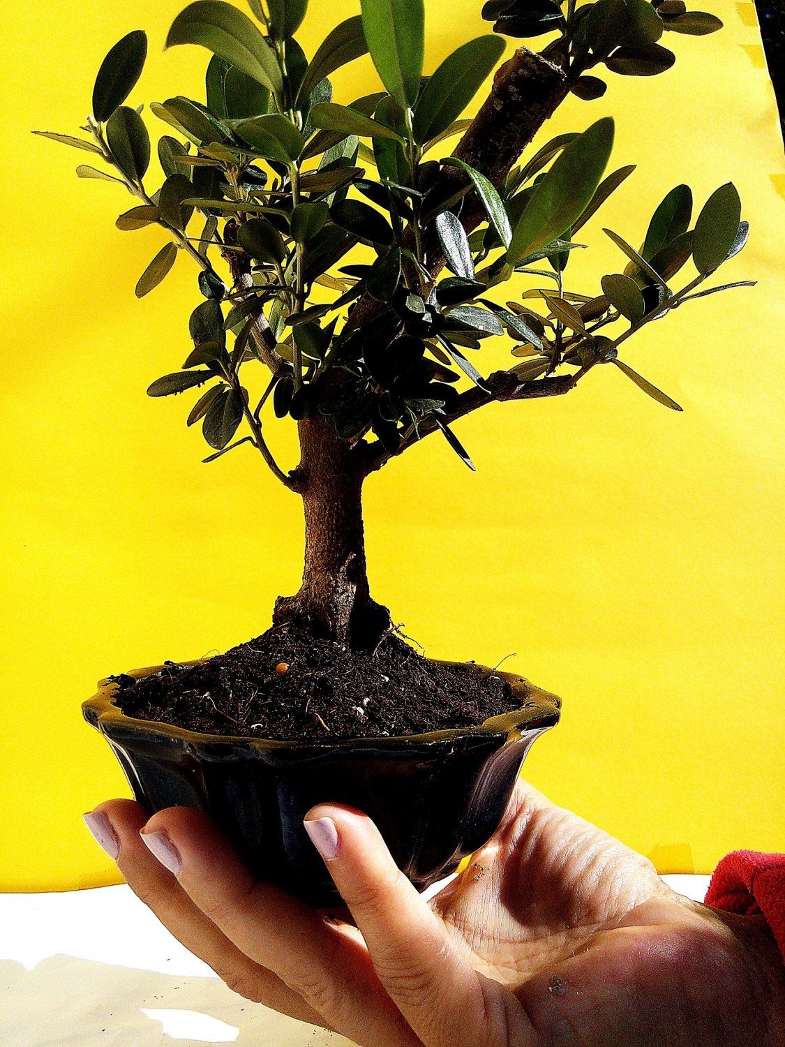 Miniature Bonsai - Olive tree