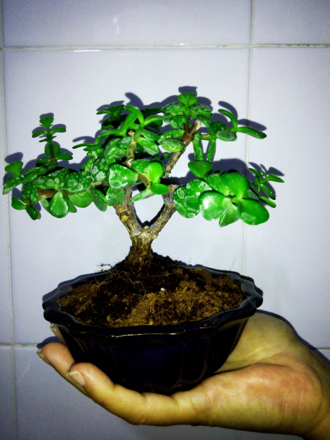 Perfect Bonsai - Portulacaria afra - 5 year old plant