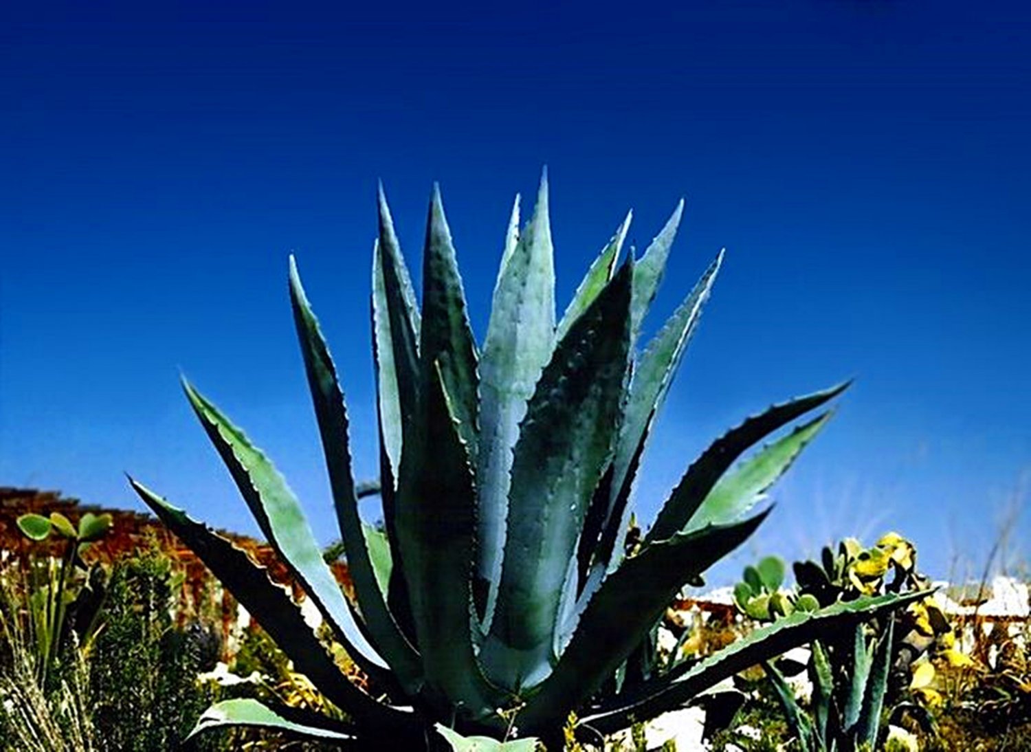 Agave Americana - Blue Agave - 2 Plants