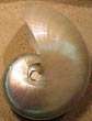 Polished or Pearled Nautilus - 5-7"