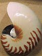 Natural Nautilus Shell - 3-4"