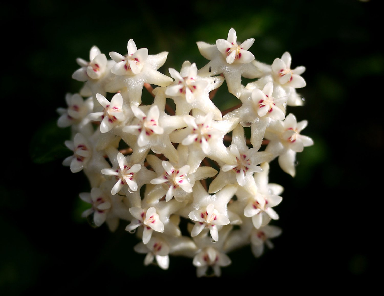 Hoya elliptica