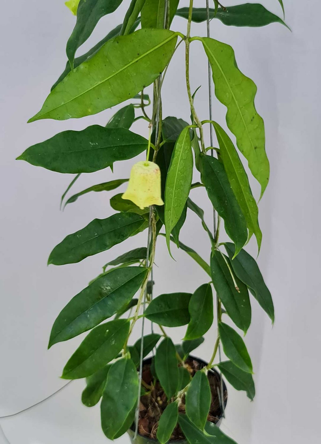 気質アップ】 専用ページ Hoya ARCHBOLDIANA Papua 花座付き