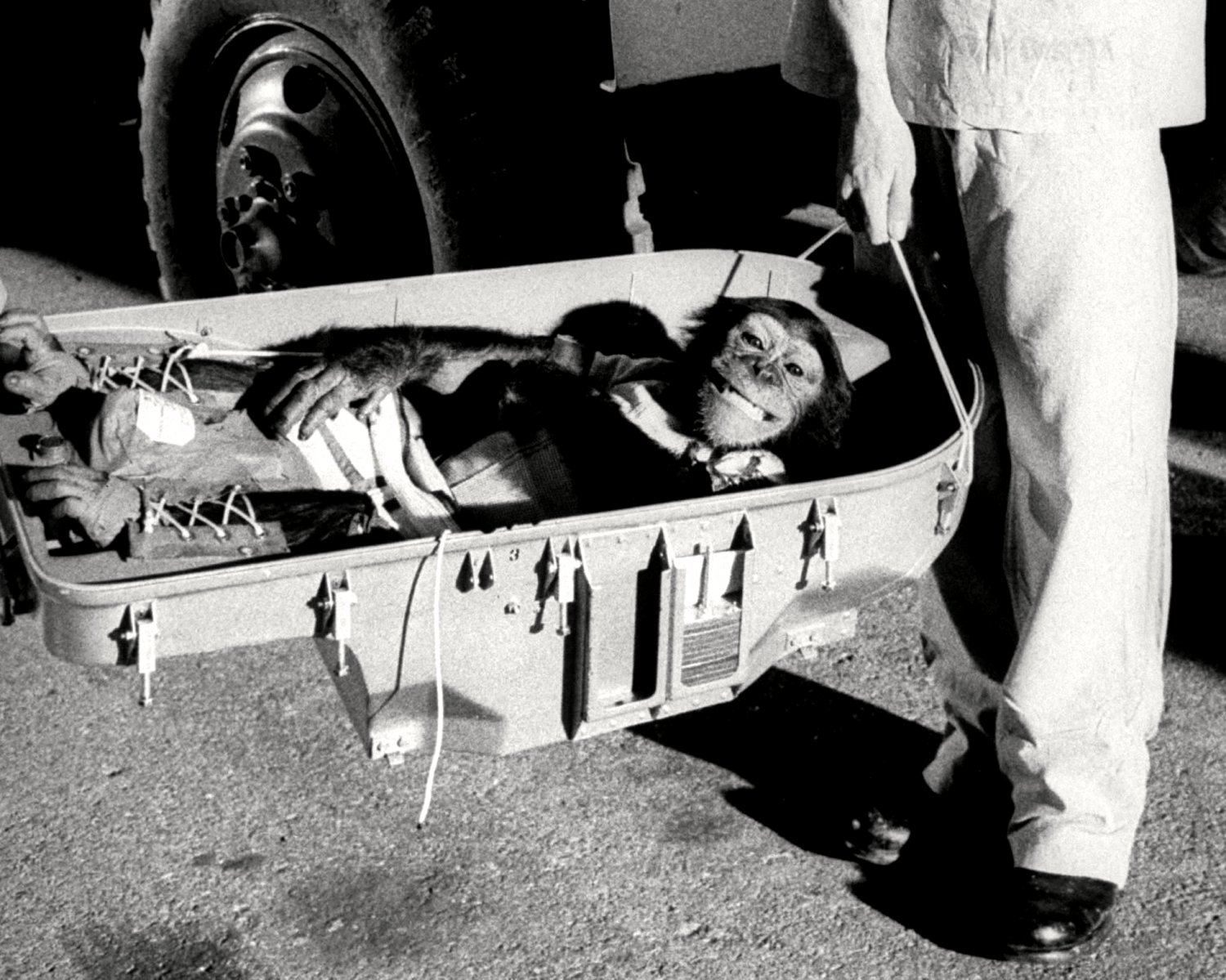 HAM THE ASTROCHIMP SMILES AFTER SUCCESSFUL TEST FLIGHT 8X10 NASA PHOTO (OP-009)