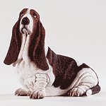 ALAB BASSET HOUND