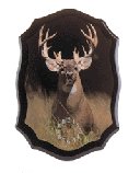 WHITE TAIL BUCK DEER CLOCK