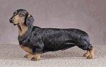 ALAB DACHSHUND